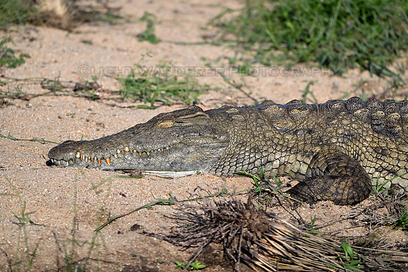 Crocodile