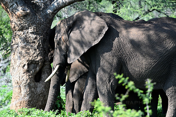 Elephant