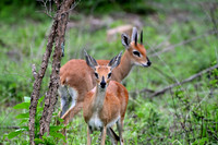 Steenbok