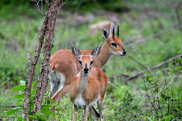 Steenbok