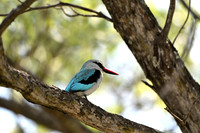 Woodland kingfisher