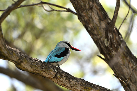 Woodland kingfisher