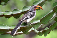 Southern yellow-billed hornbill