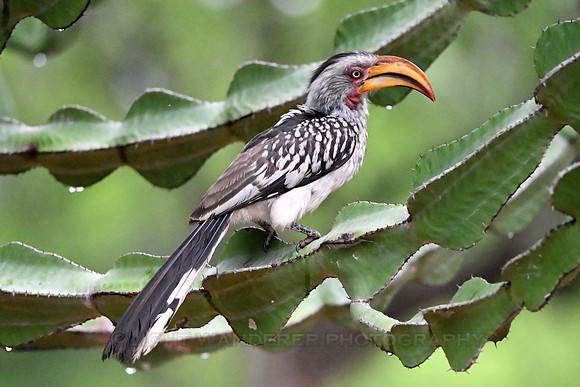 Southern yellow-billed hornbill