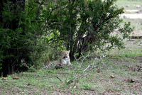 Male leopard