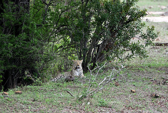 Male leopard