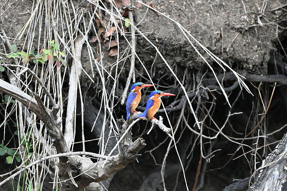 Malachite kingfisher