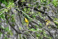 Southern masked weaver