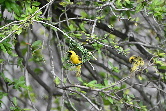 Southern masked weaver
