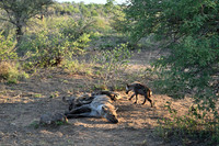 Spotted hyena