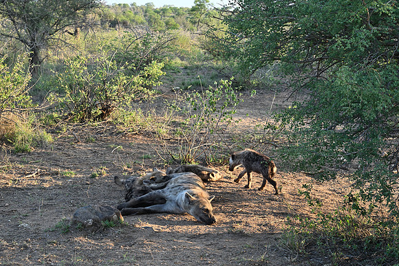 Spotted hyena