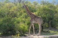 Giraffe