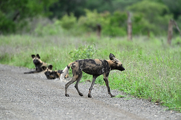 African wild dogs