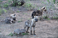 Spotted hyena pups