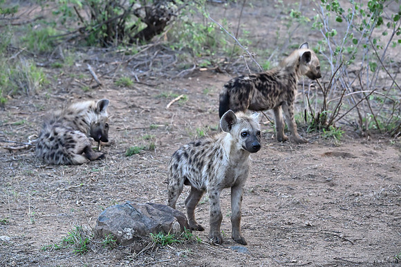 Spotted hyena pups