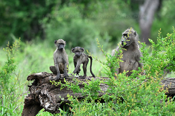 Baboon mother with young