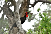 Southern ground hornbill