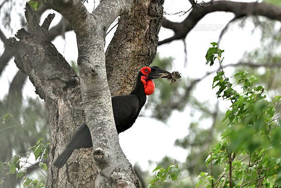 Southern ground hornbill