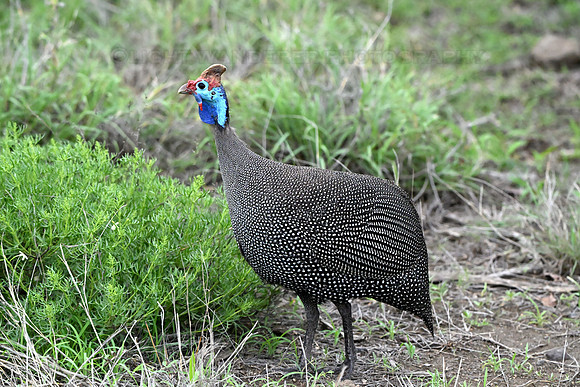Helmeted guinea fowl