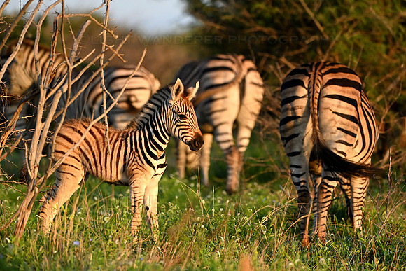 Zebra foal