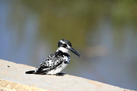 Pied kingfisher