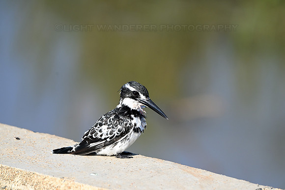 Pied kingfisher
