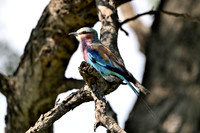 Lilac-breasted roller