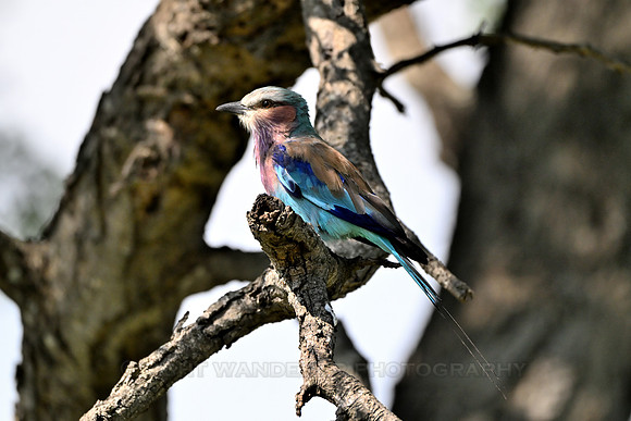 Lilac-breasted roller