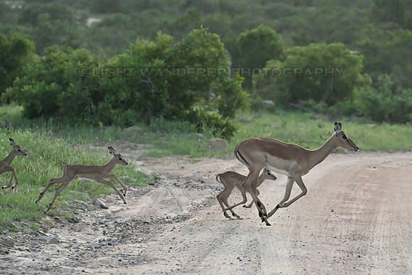 Impala female and calves