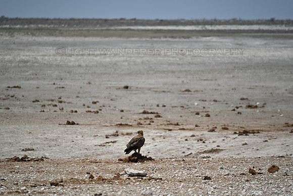 Eagle