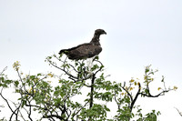 Martial eagle