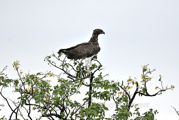 Martial eagle