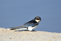 Pearl-breasted swallow