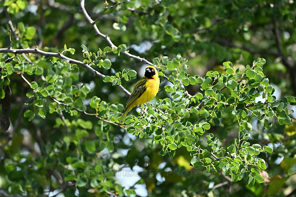 Masked weaver