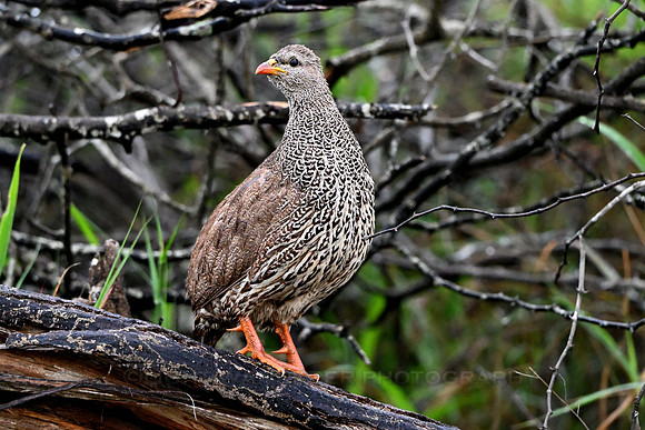 Natal spurfowl