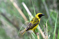 Masked weaver