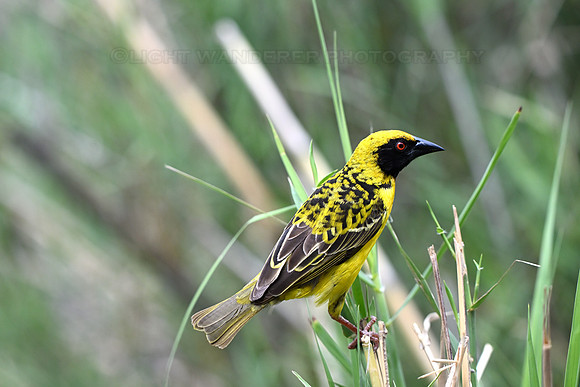 Masked weaver