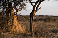 Leopard coming down