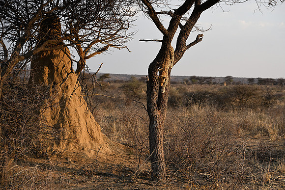 Leopard coming down