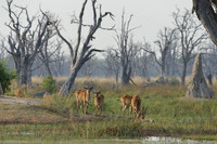 Red lechwe
