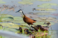 African Jacana