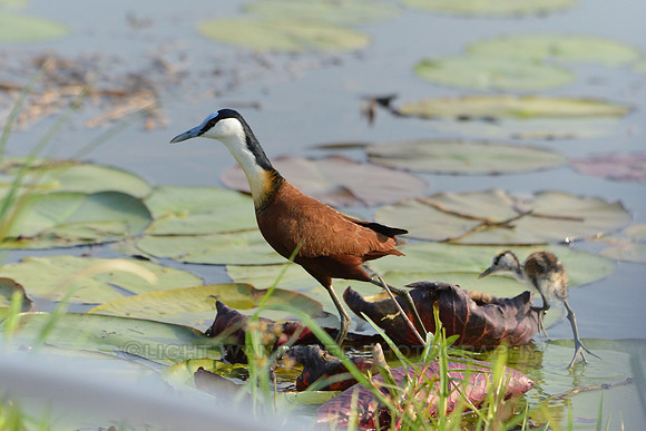 African Jacana