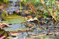 African Jacana chick