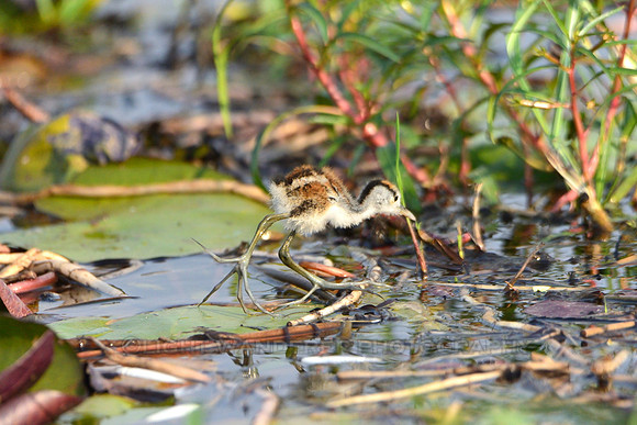 African Jacana chick