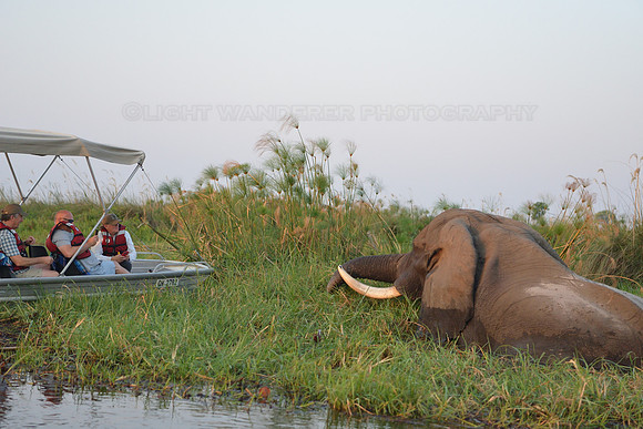 Elephant in Okavango
