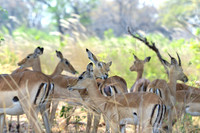 Impala