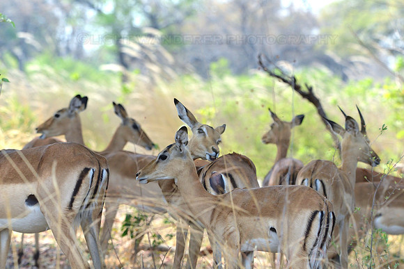 Impala