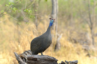 Guineafowl