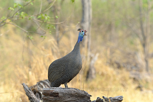 Guineafowl