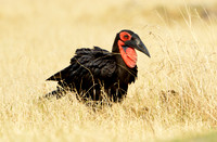 Southern Ground Hornbill